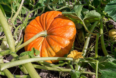 Kodali Hybrid F1 Pumpkin Seed Pack Of 47 Seed(47 per packet)