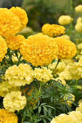 Ashish marigold/gende ka phool flower seeds Seed(50 per packet)