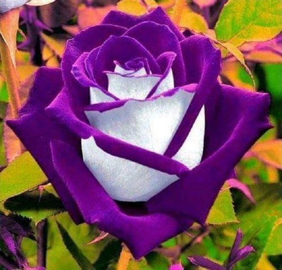 WILLVINE NDIR-344 White Purple Rose Seed Seed(50 per packet)