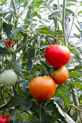 JAYANTAHALDER tomato Seed(85 per packet)