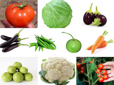 ibains Vegetable seeds for home garden summer Seed(330 per packet)
