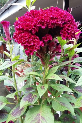 BSARKAR Cosckscomb flowers seed Seed(50 per packet)