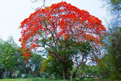 Garden Basket Hubb Gulmohar Seeds/Ornamental tree seed/Avenue Tree seed/Delonix regia seed Seed(10 g)