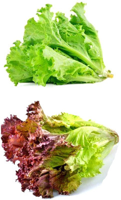 Aywal Round Lettuce Iceberg Vegetable Seed(250 per packet)