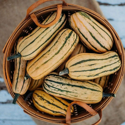 Biosnyg Heirloom Honey Boat Delicata Squash Summer Seeds For Planting - (100 Seeds) Seed(10 per packet)