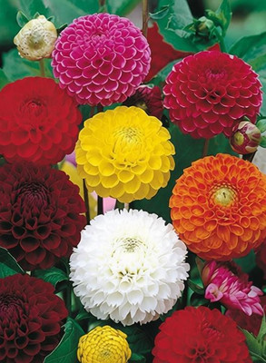 MegaValue Dahlia mix flower Seed(25 per packet)