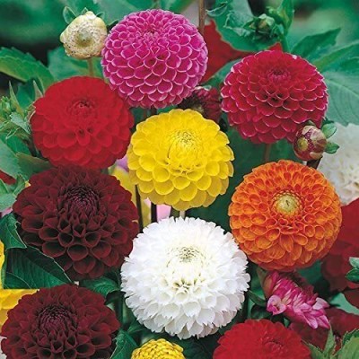 SUAA Dahlia Mix Flower Seed(70 per packet)