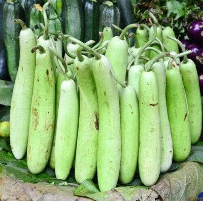 KNESSiN Bottle Gourd Long Seed(30 per packet)