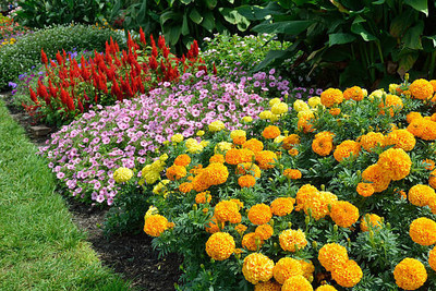 SAVRANA SHAKTI marigold,gende ka phool seeds Seed(21 per packet)