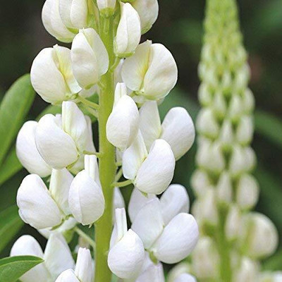 Epazo Lupin Mix Dwarf Flower Seed(45 per packet)