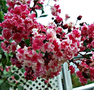 VibeX ® XLR-602 Peppermint Lace Crape Myrtle Seed(200 per packet)