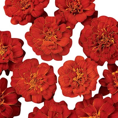 Qualtivate XLL-299 French Marigolds - Durango Red Seed(500 per packet)