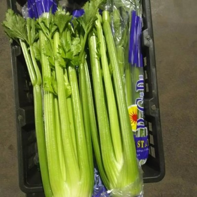 Quentova Organic Green Celery Vegetable-9U-AJ Seed(200 per packet)