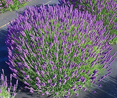 CYBEXIS GBPUT-78 - Lavender Munstead Dark Purple - (750 Seeds) Seed(750 per packet)