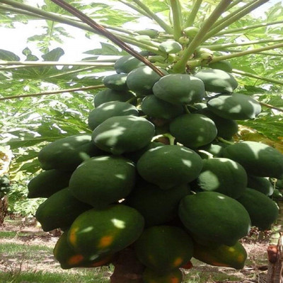 SBGARDEN PAPAYA Seed(60 per packet)