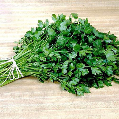 KNESSiN XII-24 Parsley Seed(200 per packet)