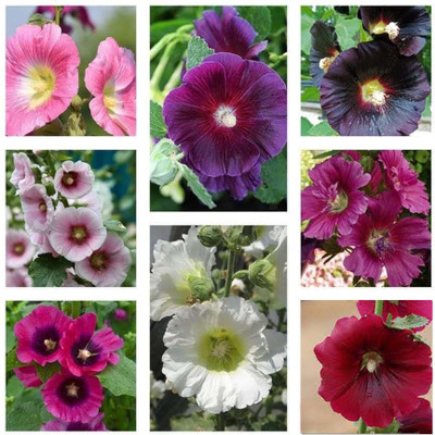 bloomaura Hollyhock Seed(25 per packet)