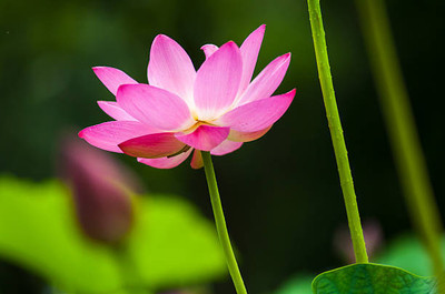 Hybrid pumpkin lotus,kamal gatta Seed(15 per packet)