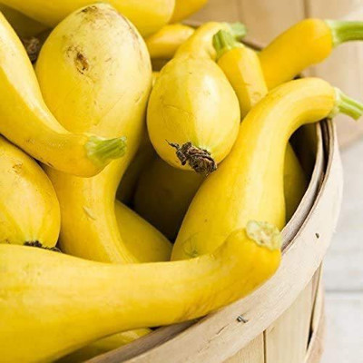 CYBEXIS PAU-96 - Crookneck Yellow Squash - (675 Seeds) Seed(675 per packet)