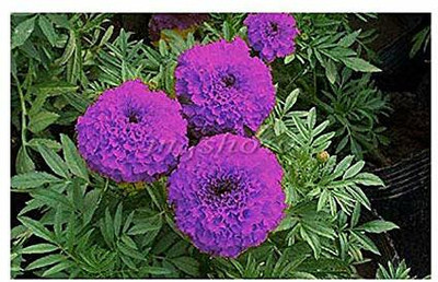 Aywal Marigold Dwarf French - Durango RED Seed(220 per packet)