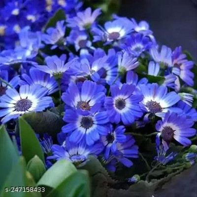 Mozette Exotic cineraria Seed(21 per packet)