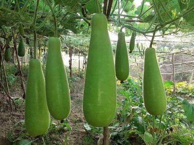 BSARKAR Long louki/long bottle gourd seed Seed(20 per packet)