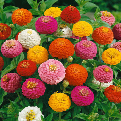 SILTON Zinnia Seeds - Mix Seed(100 per packet)