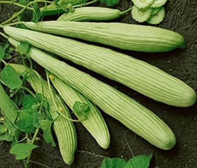 CYBEXIS ATS-50 - Armenian Long Melon Cucumber - (150 Seeds) Seed(150 per packet)