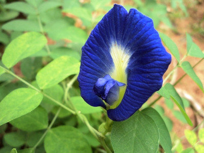 BDSresolve aparajita plant seeds Seed(17 per packet)