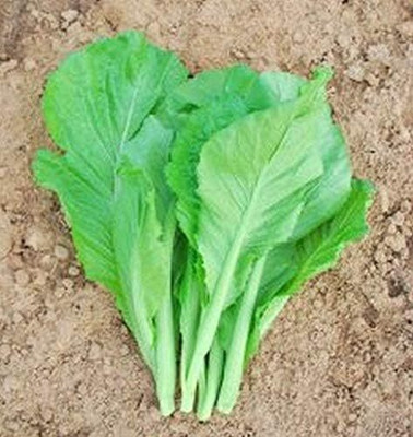 Qualtivate HYB-2A Small Gai Choi Chinese Mustard Seed(300 per packet)