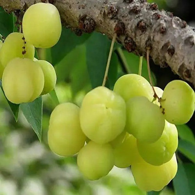 Chalisa Gooseberry, Amla Seed(52 per packet)
