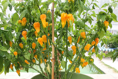 KNESSiN Fatalii Peach Chilli Pepper-{800 Seeds} Seed(800 per packet)