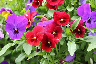 BDSresolve Pansy flower seeds PACK OF 70 Seed(70 per packet)