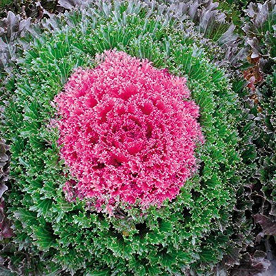 CYBEXIS ORNAMENTAL KALE SEEDS HYBRID Seed(50 per packet)