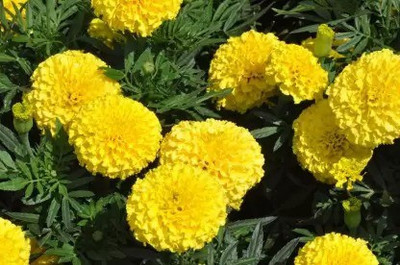 MAA Marigold African Seed(150 per packet)