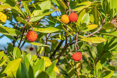 MAA LITCHI,LICHEE,LYCHEE Seed(10 per packet)