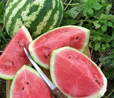 Biosnyg Watermelon Crimson Sweet Seeds For Kitchen Gardening-(250 Seeds) Seed(250 per packet)