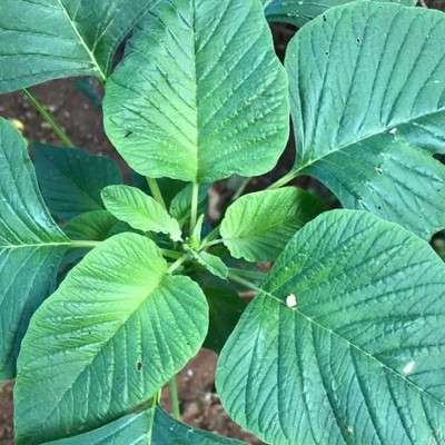 URRO Green amaranth, Slender amaranth Seed(1000 per packet)