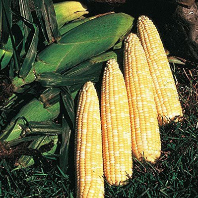 CYBEXIS LX-13 - Honey 'N Pearl Hybrid Corn - (750 Seeds) Seed(750 per packet)