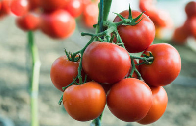 FOURGANIC tomato Seed(115 per packet)