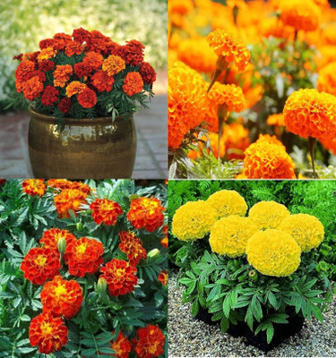 ibains Marigold mixed flower seed pack of 60 Seed(20 per packet)