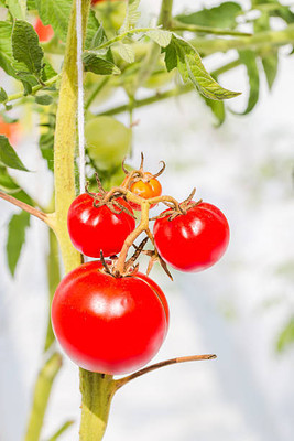 ACMS tomato Seed(130 per packet)