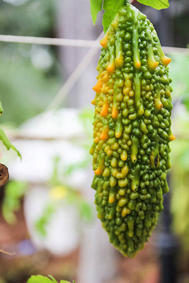 Profound bitter gourd,karela seeds Seed(30 per packet)