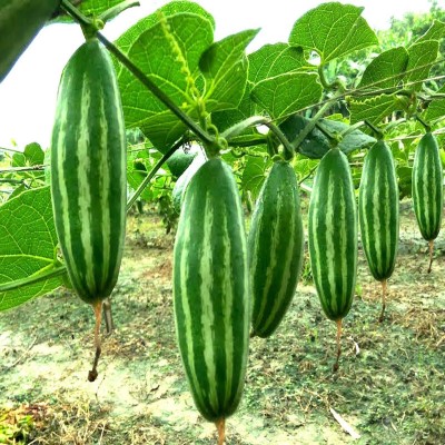 ARSHISEEDS PARWAL VEGETABLE SEEDS, HYBRID POINTED GOURD SEED, PARWAL PLANT SEEDS PACK OF 39 Seed(39 per packet)