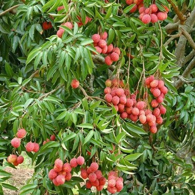 Aywal Premium Hybrid Litchi ( Lychee ) Fruit Seed(6 per packet)