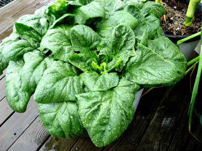 CYBEXIS GBPUT-95 - Giant Spinach - (2250 Seeds) Seed(2250 per packet)