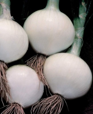 Qualtivate XXX-9A Heirloom Crystal White Wax Onion Seeds Seed(500 per packet)