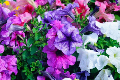 Lorvox Cineraria Early Perfection Mixed Seed(84 per packet)