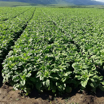 CYBEXIS Hybrid Quick Growing Spinach Seeds-250 Seeds Seed(250 per packet)