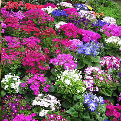Lorvox Cineraria Seed(100 per packet)